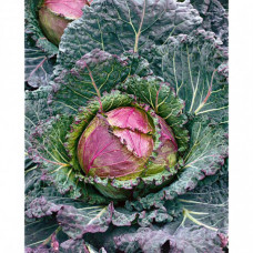 Chou de Pontoise (feuillage vert violacé)
