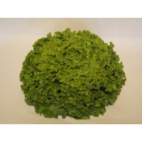 Salade - Batavia verte