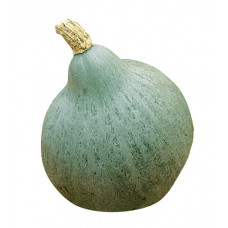 Courge - Potimarron bleu