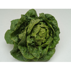 Salade d'hiver- Sucrine