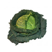 Chou de Milan (vert frisé)