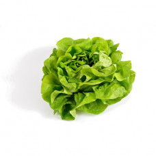 Salade - Laitue pommée