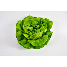 Salade - Laitue 